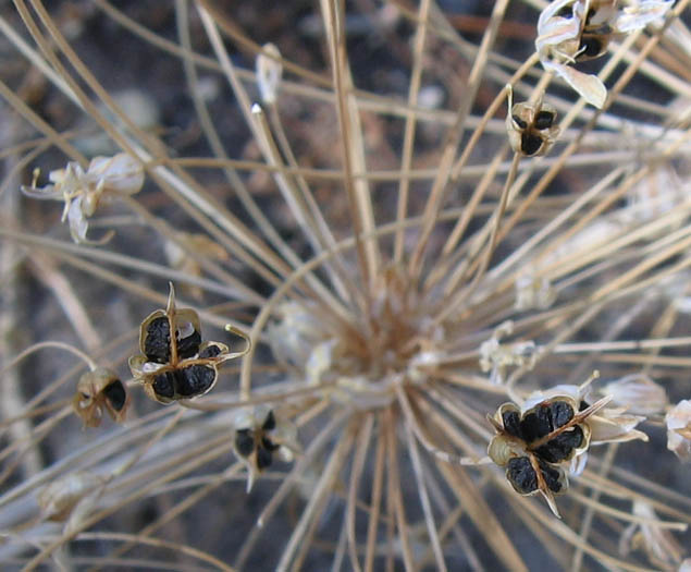 Detailed Picture 8 of Allium peninsulare var. peninsulare