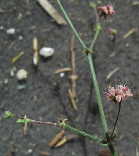 Detailed Picture 2 of Eriogonum angulosum