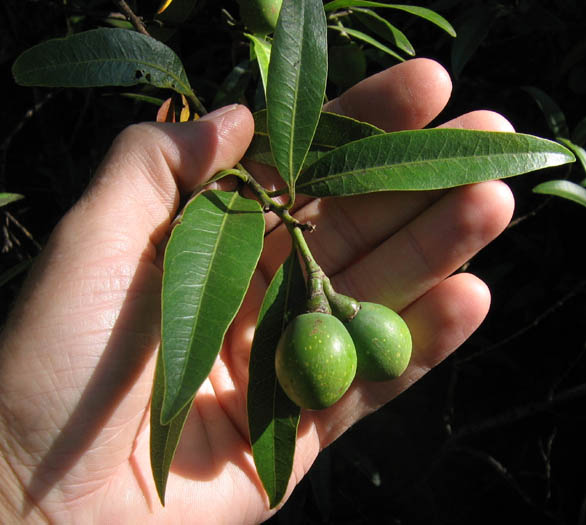 Detailed Picture 6 of Umbellularia californica