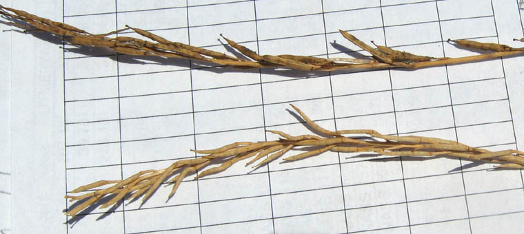 Detailed Picture 9 of Brassica nigra