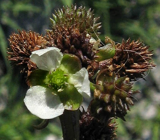 Detailed Picture 2 of Echinodorus berteroi