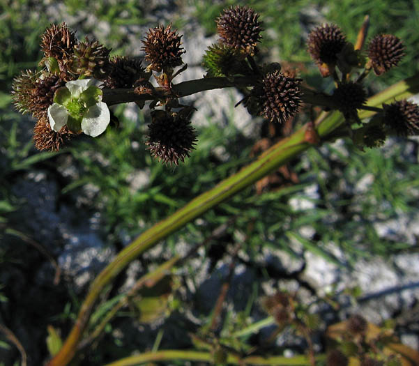 Detailed Picture 3 of Echinodorus berteroi