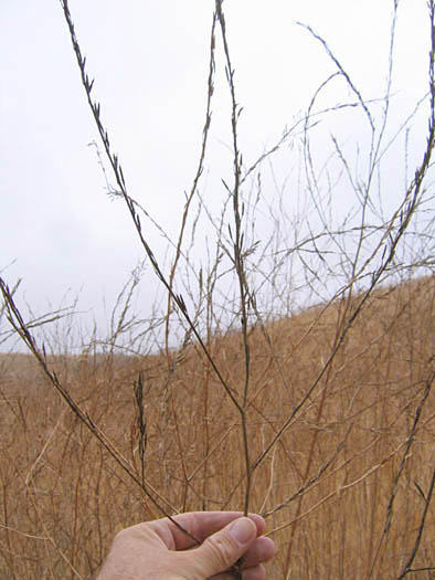 Detailed Picture 8 of Brassica nigra