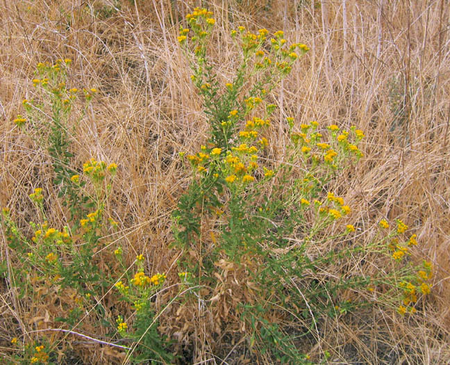 Detailed Picture 5 of Isocoma menziesii var. vernonioides