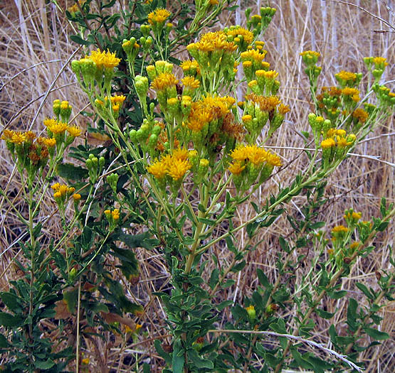 Detailed Picture 4 of Isocoma menziesii var. vernonioides