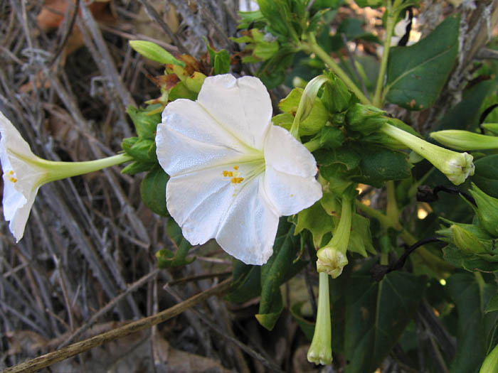 Detailed Picture 1 of Mirabilis jalapa var. jalapa