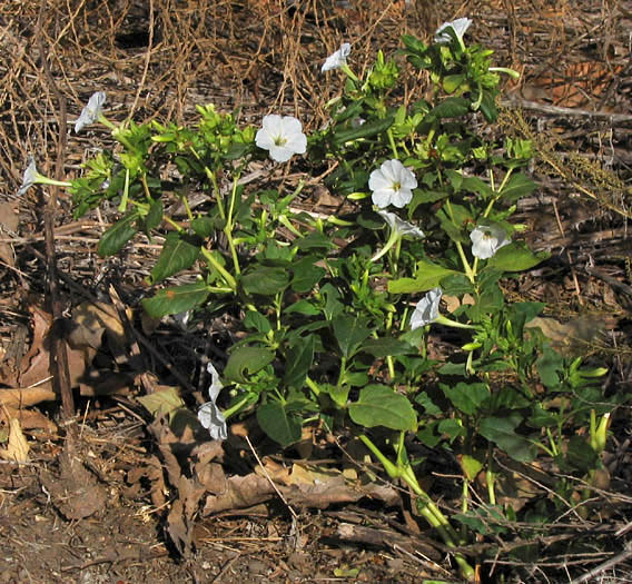 Detailed Picture 4 of Mirabilis jalapa var. jalapa