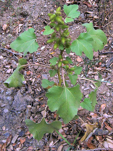 Detailed Picture 3 of Xanthium strumarium