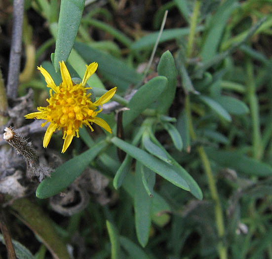 Detailed Picture 3 of Jaumea carnosa