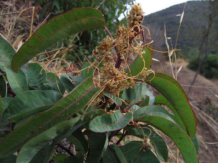 Detailed Picture 4 of Cuscuta subinclusa