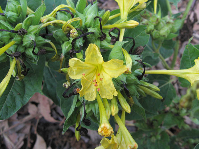 Detailed Picture 3 of Mirabilis jalapa var. jalapa