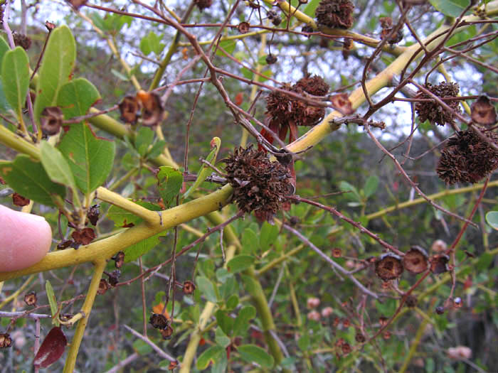 Detailed Picture 9 of Ceanothus spinosus