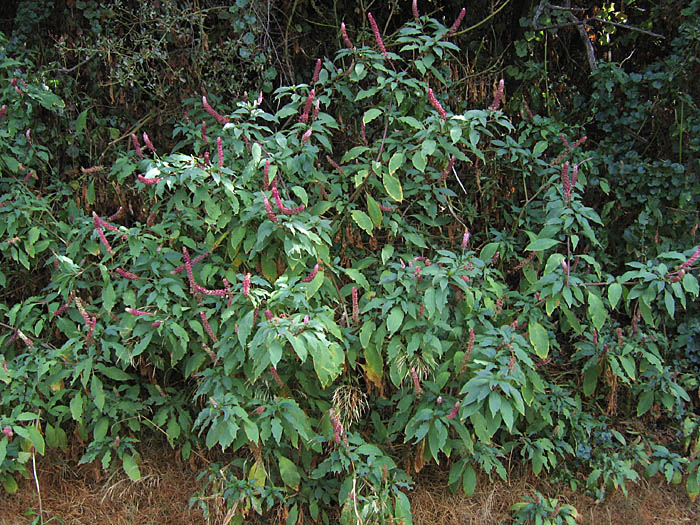 Detailed Picture 4 of Phytolacca americana