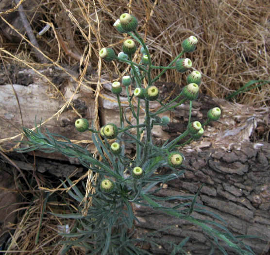 Detailed Picture 3 of Erigeron bonariensis