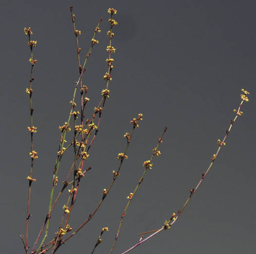 Detailed Picture 4 of Eriogonum gracile var. gracile