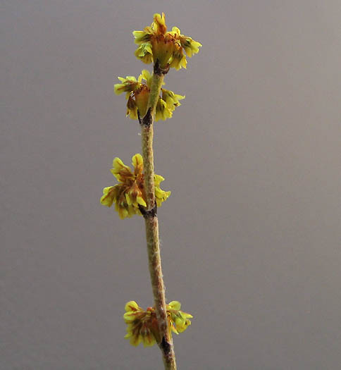 Detailed Picture 2 of Eriogonum gracile var. gracile