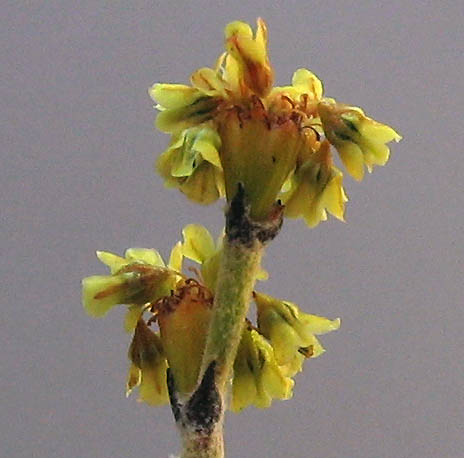 Detailed Picture 1 of Eriogonum gracile var. gracile