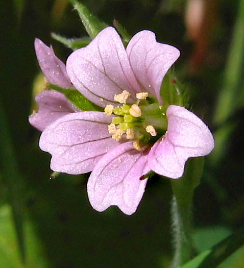 Detailed Picture 1 of Geranium carolinianum