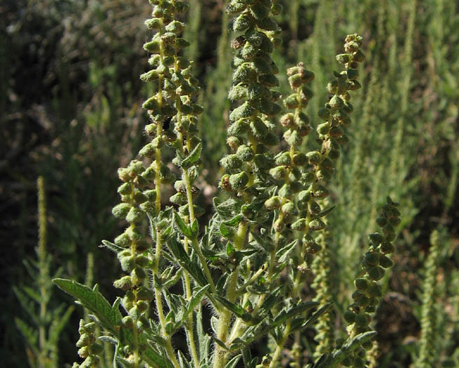 Detailed Picture 2 of Ambrosia psilostachya