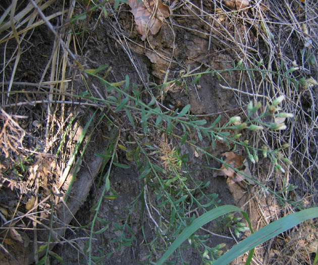 Detailed Picture 3 of Baccharis plummerae ssp. plummerae