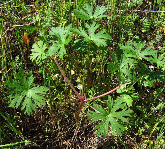 Detailed Picture 2 of Geranium carolinianum