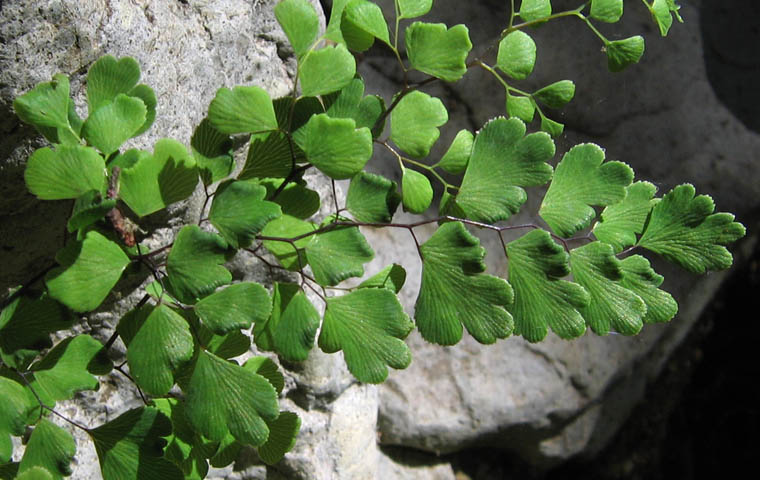 Detailed Picture 1 of Adiantum capillus-veneris