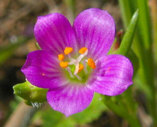 Detailed Picture 1 of Calandrinia menziesii