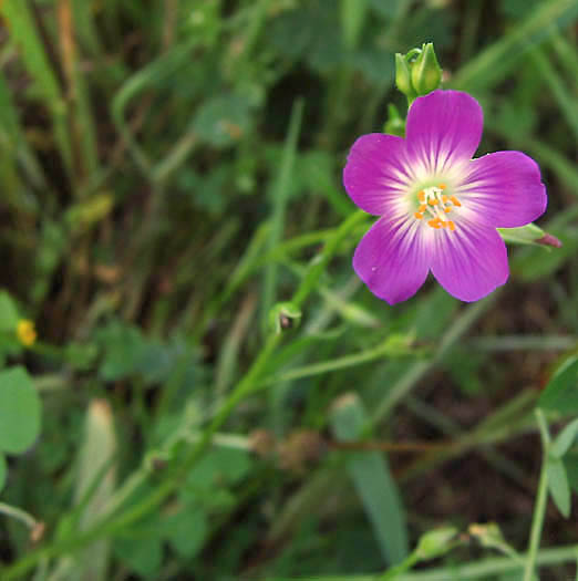 Detailed Picture 2 of Calandrinia menziesii