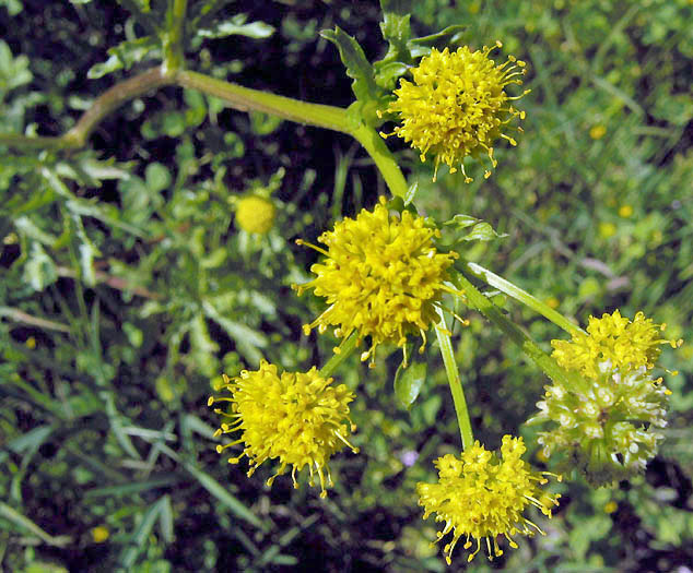 Detailed Picture 3 of Sanicula arguta