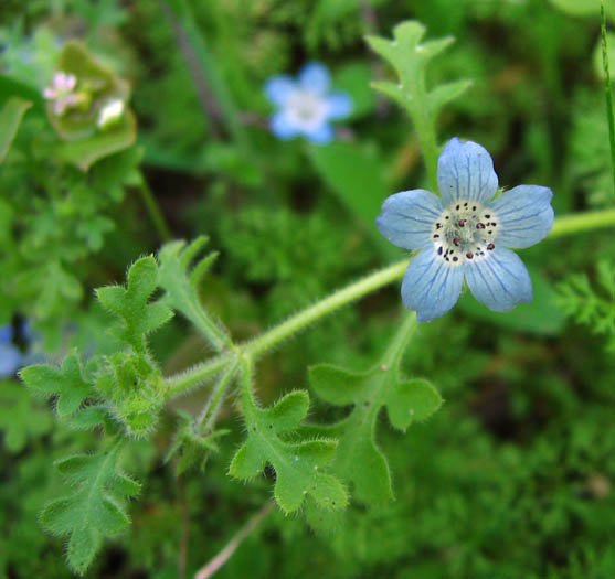 Detailed Picture 2 of Nemophila menziesii var. menziesii