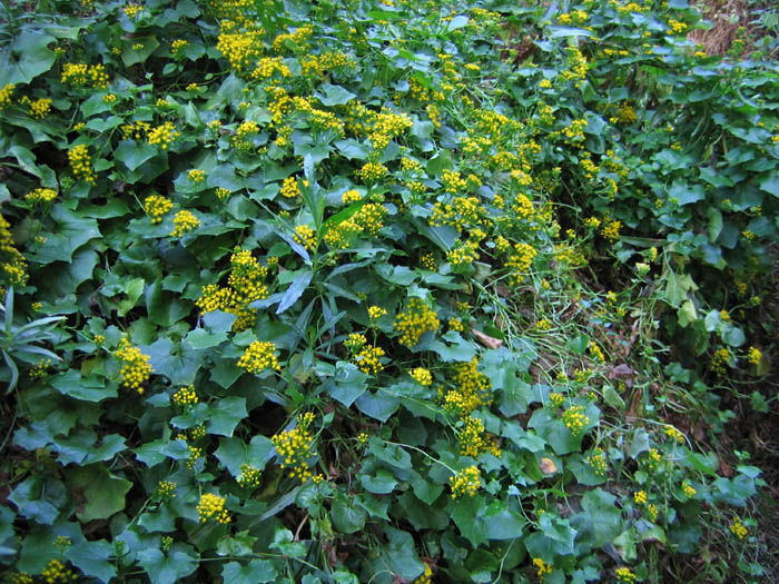 Detailed Picture 3 of Delairea odorata