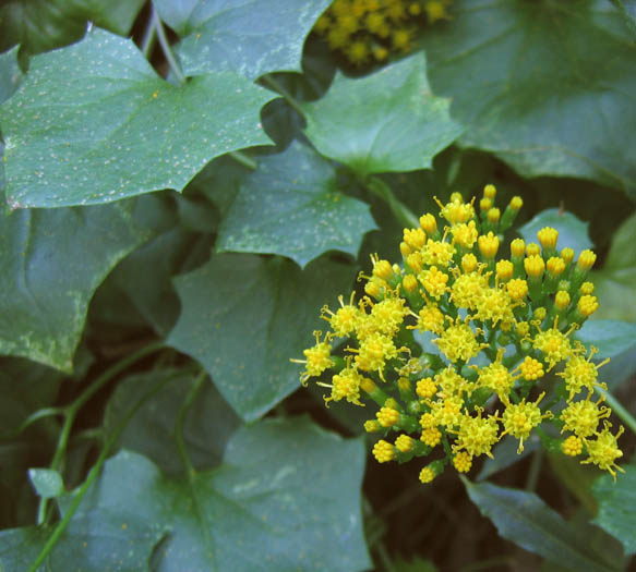 Detailed Picture 2 of Delairea odorata