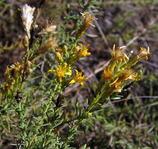 Detailed Picture 2 of Ericameria palmeri var. pachylepis