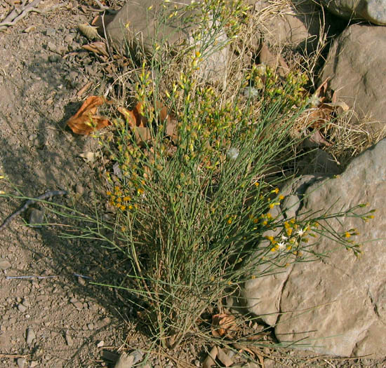 Detailed Picture 3 of Lepidospartum squamatum