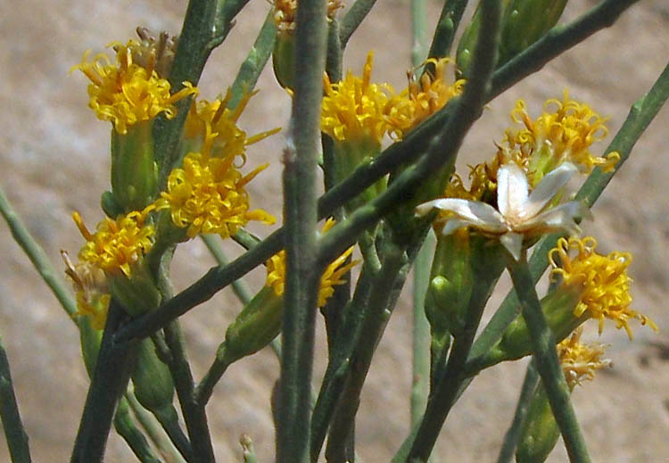 Detailed Picture 2 of Lepidospartum squamatum