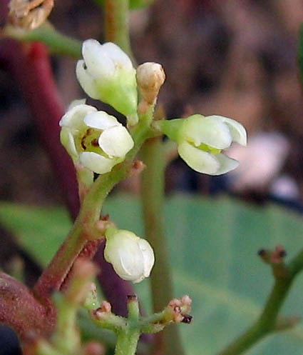 Detailed Picture 1 of Schinus terebinthifolia