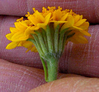 Detailed Picture 6 of Chaenactis glabriuscula var. glabriuscula