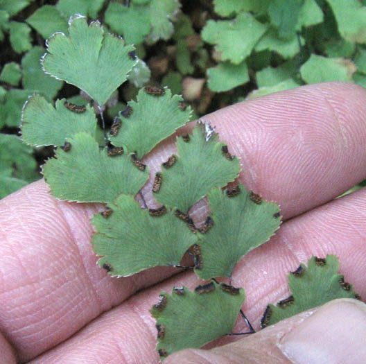 Detailed Picture 4 of Adiantum capillus-veneris