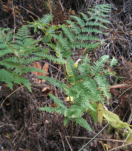 Detailed Picture 3 of Pteridium aquilinum var. pubescens