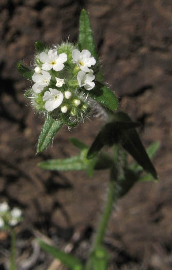 Detailed Picture 2 of Cryptantha clevelandii var. clevelandii