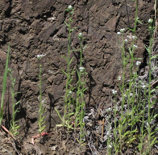 Detailed Picture 3 of Cryptantha clevelandii var. clevelandii