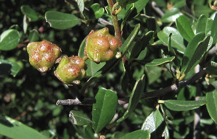 Detailed Picture 6 of Ceanothus megacarpus var. megacarpus