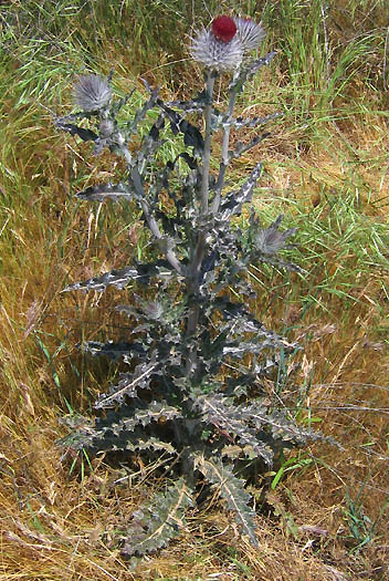 Detailed Picture 4 of Cirsium occidentale var. occidentale