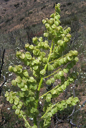 Detailed Picture 7 of Nolina cismontana