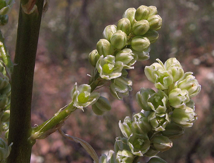 Detailed Picture 3 of Nolina cismontana