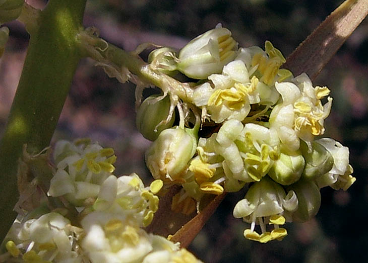 Detailed Picture 2 of Nolina cismontana