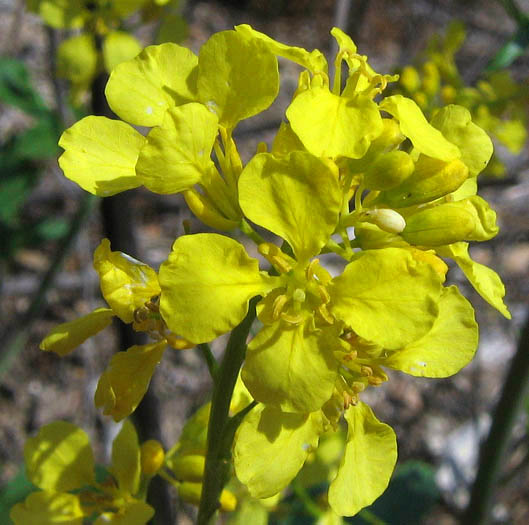 Detailed Picture 1 of Brassica nigra