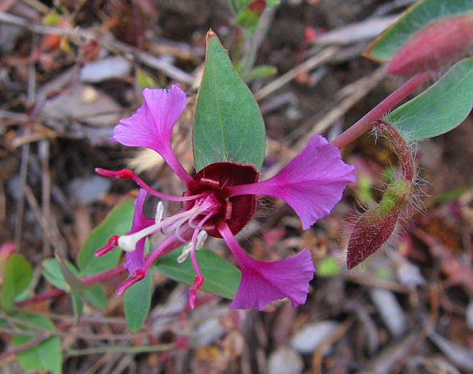 Detailed Picture 4 of Clarkia unguiculata