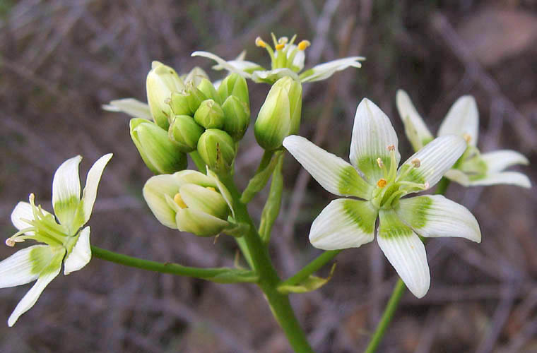 Detailed Picture 4 of Toxicoscordion fremontii