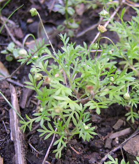 Detailed Picture 3 of Cotula australis